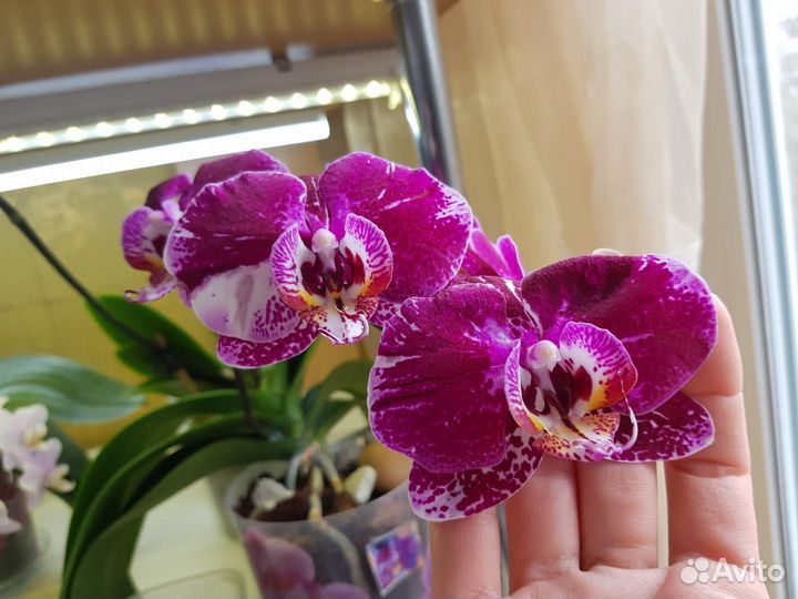 Адаптированные орхидеи фаленопсис