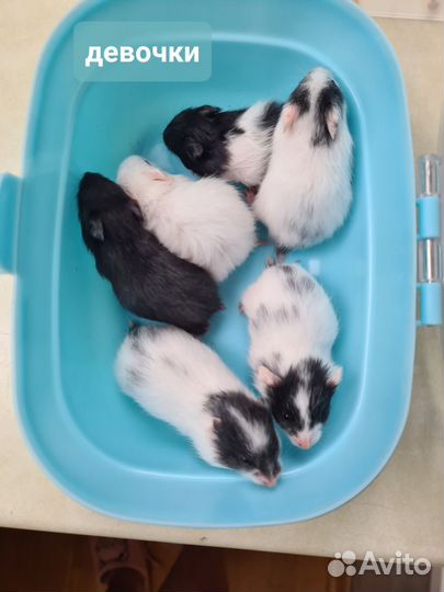 Сирийские хомяки из питомника