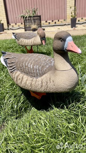 Чучела гусей поле- вода