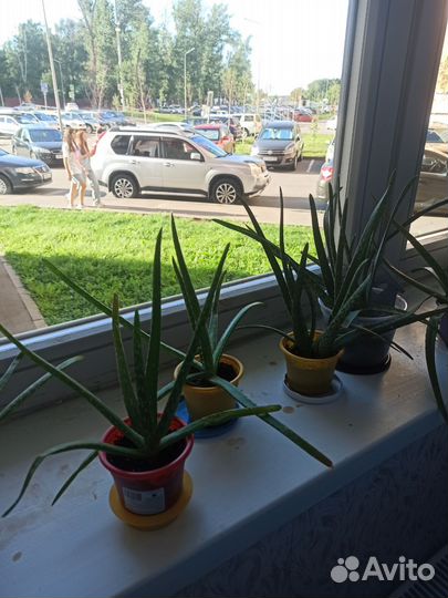 Алоэ вера 2 летний