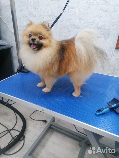 Померанский шпиц вязка кобель