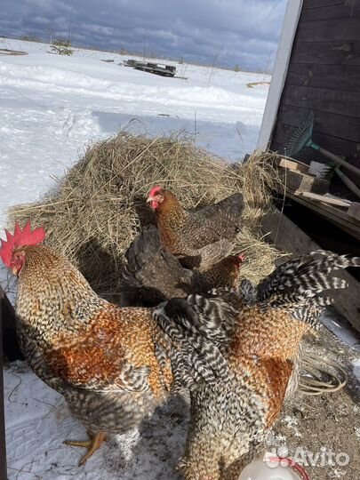 Инкубационное яйцо породистых кур и уток