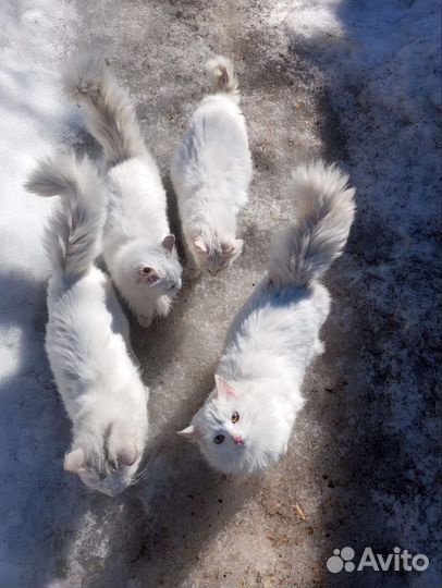 Кошечки в добрые руки