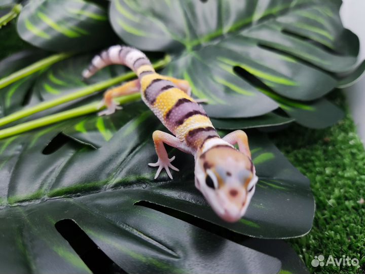 Геккон эублефар