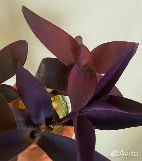 Сеткреазия пурпурная