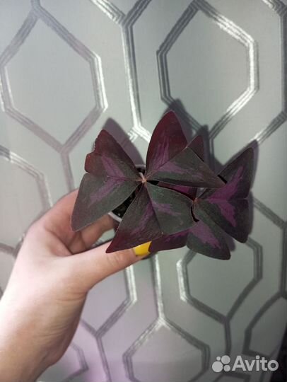 Комнатные цветы