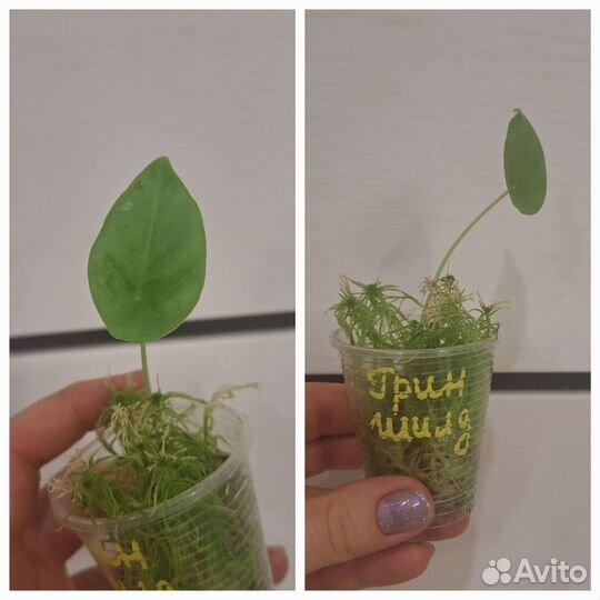 Алоказия Клипеолата Грин Шилд