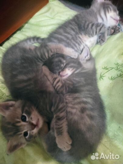 Кошка в дар