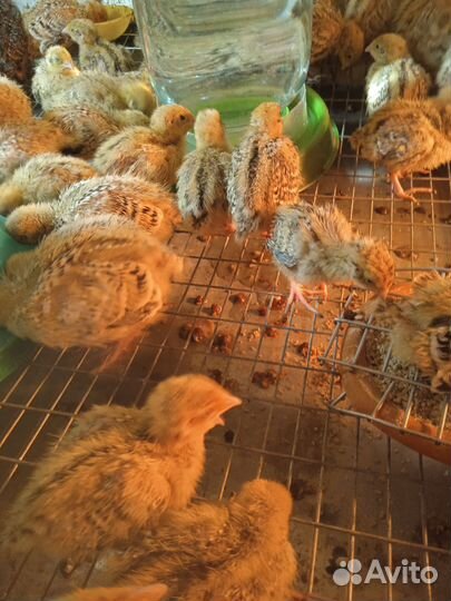 Перепела суточные