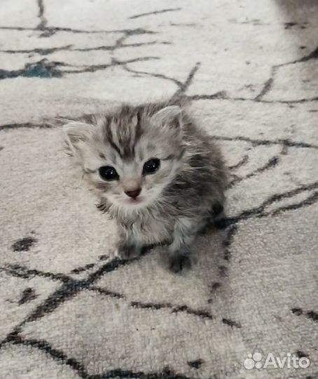 Котята мальчики в добрые руки