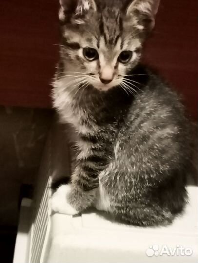 Котенок