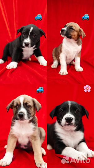 Щенки в добрые руки даром