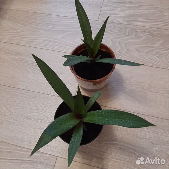 Традесканция рео