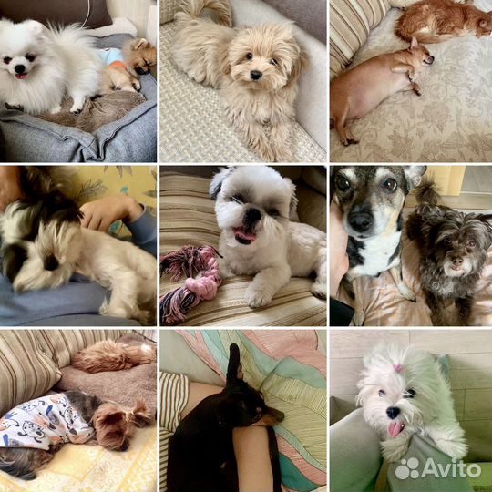 Передержка собак зооняня