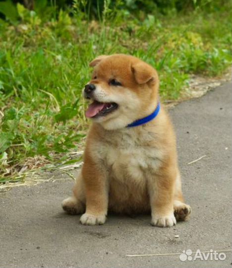 Щенки сиба ину