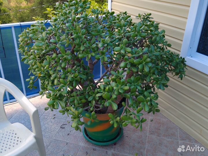 Денежное дерево толстянка