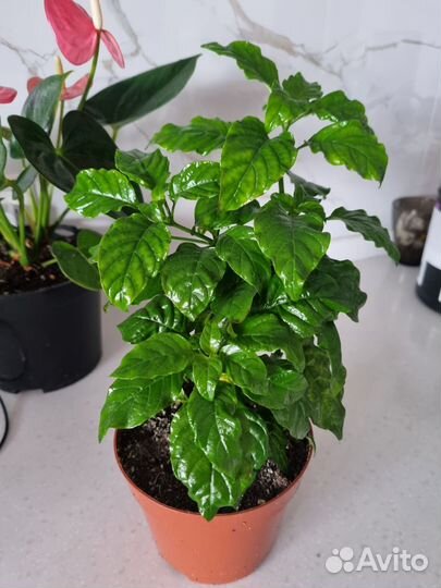 Комнатные растения цветы