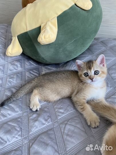 Шотландские котята