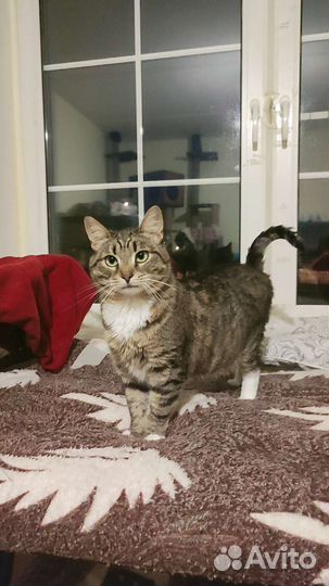 Зеленоглазая красавица в добрые руки