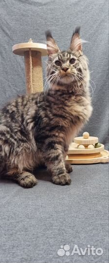 Мейн-Кун мальчик