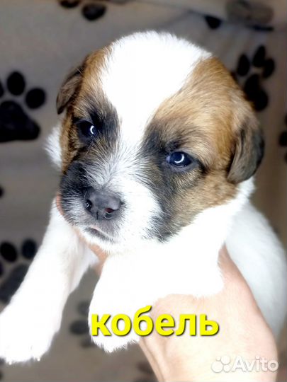 Щенки джек Рассел терьер
