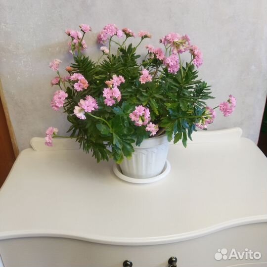 Комнатные цветы