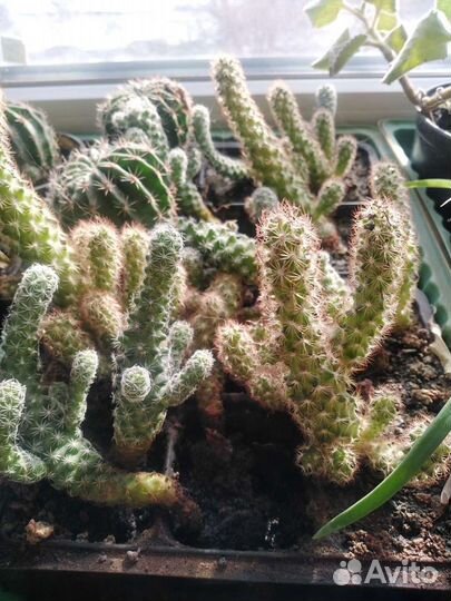 Кактусы, алоэ вера детки