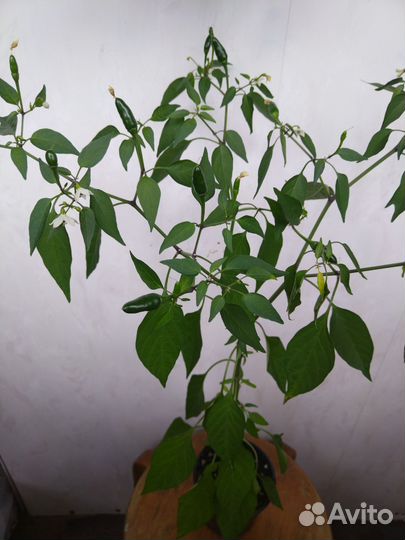 Перец комнатный острый Аладдин