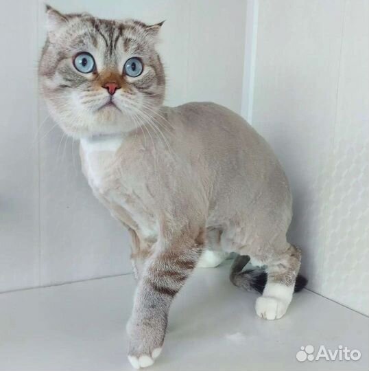 Стрижка кошек и собак