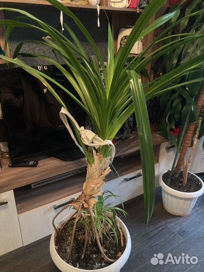 Панданус винтовая пальма