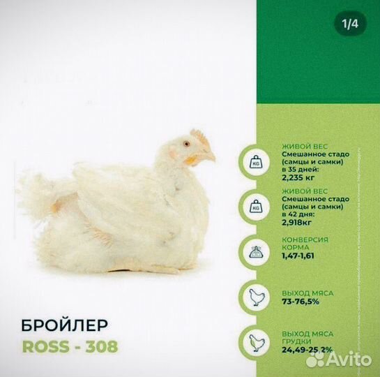 Цыплята бройлеры суточные 17 мая