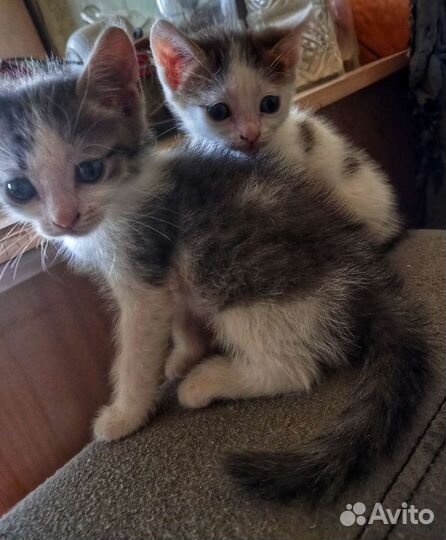 Отдам в добрые,любящие руки котят