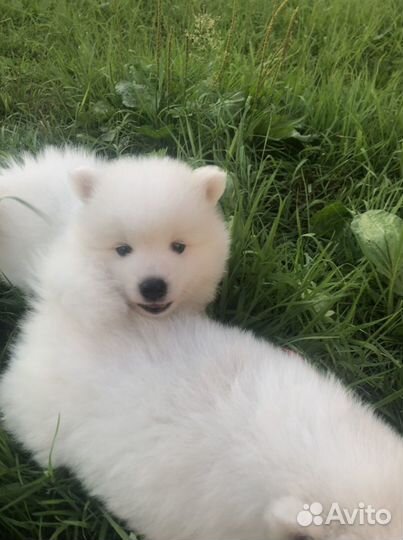 Японский шпиц