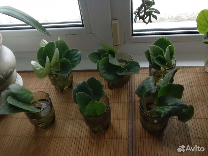 Фиалки сортовые