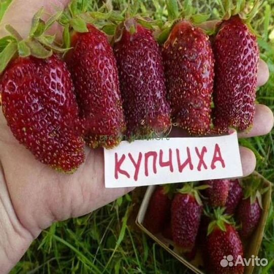 Рассада земклуники, капусты
