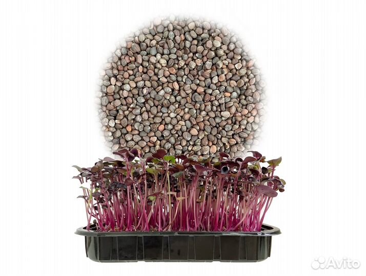 Семена Микрозелень от 50 грамм арт.0033