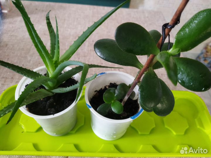 Столетник алоэ толстянка