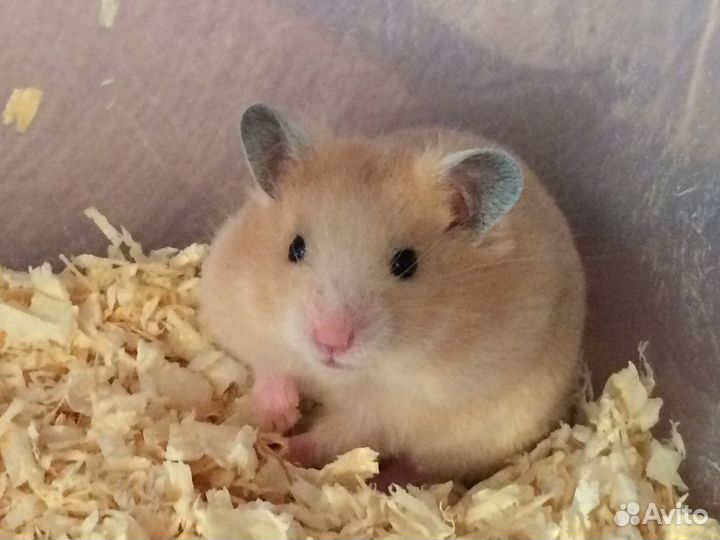 Сирийские хомячки