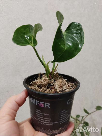 Антуриум (мужское счастье)