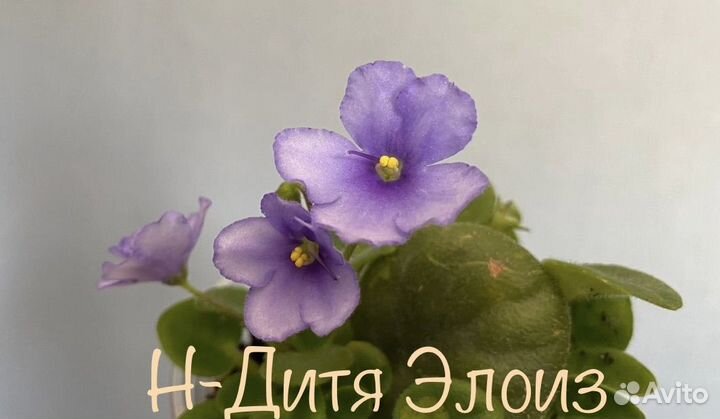 Н-Дитя Элоиз (детка фиалки)