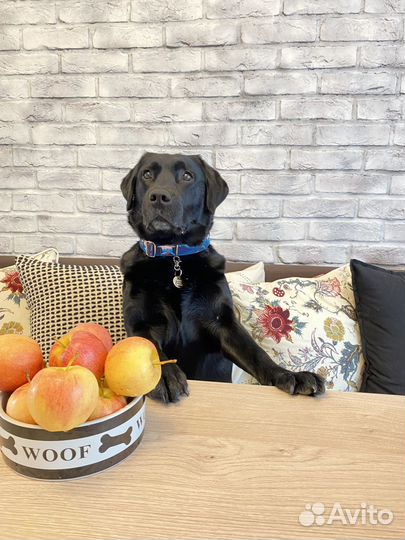 Собака для фотосессии съемки лабрадор