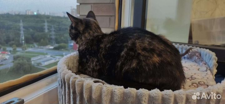 Кошка чернрепахового окраса мраморная