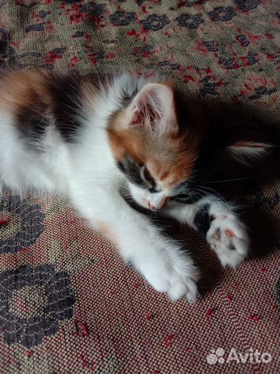 Отдам в добрые руки