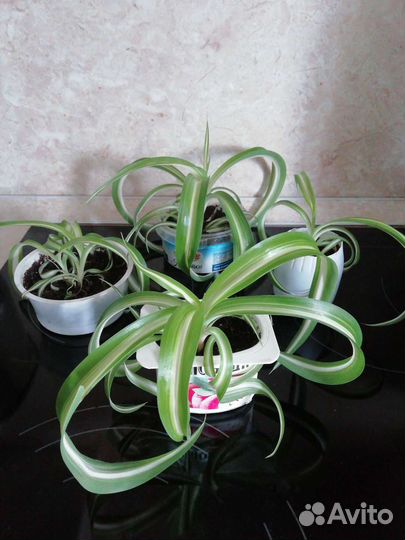 Хлорофитум Бонни кудрявый