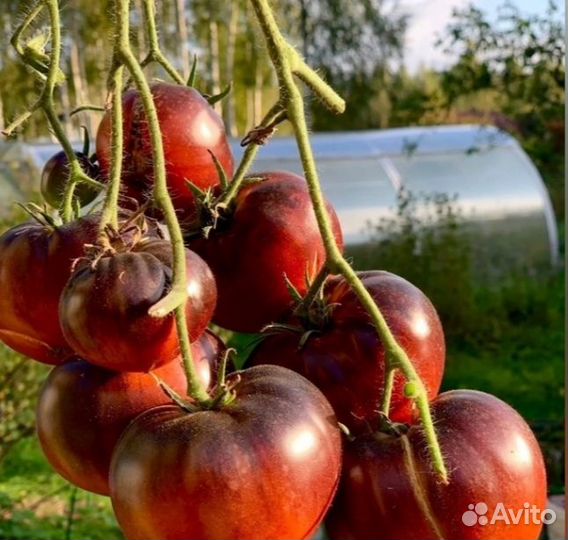Рассада коллекционных томатов, санберри