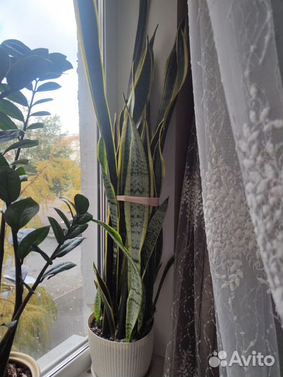 Сансевиерия