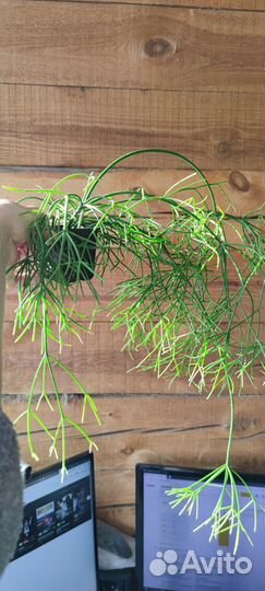 Рапсалис Хойя Ипомея ботат коллизия