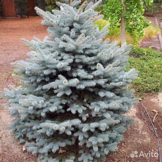 Саженцы Ель голубая