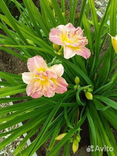 Лилейники сортовые махровые