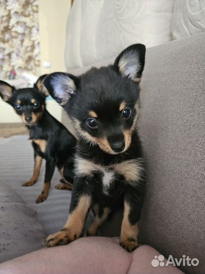 Русский той-терьер девочка